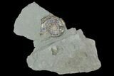 Iridescent Ammonite (Psiloceras) - England #130442-1